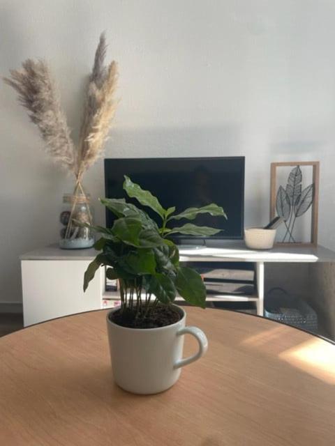 Appartement Calme Au Coeur De La Ville Lons-le-Saunier Eksteriør billede